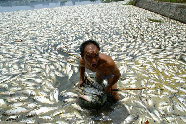 003-poisson-mort-lac-wuhan