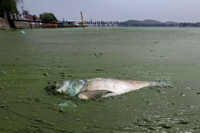 017-poisson-mort-algues-east-lake-wuhan