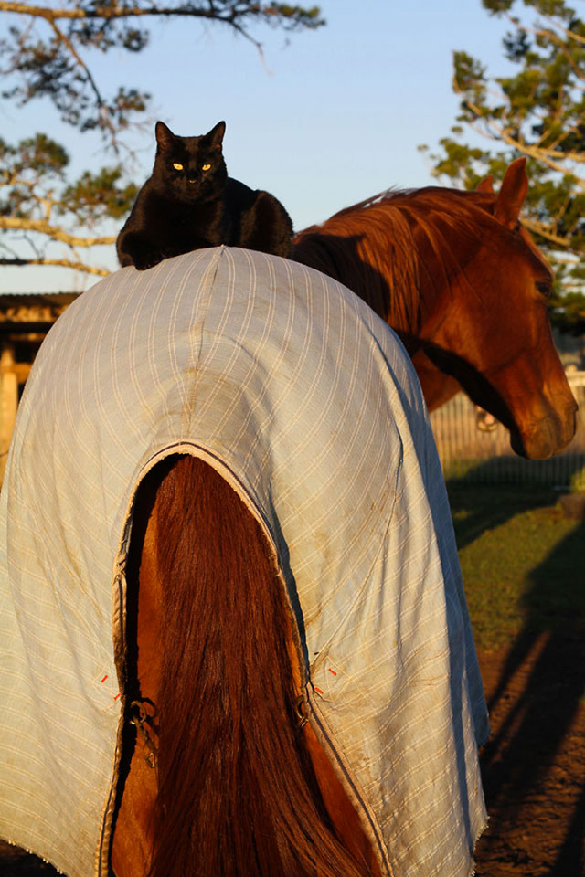 Morris-the-horse-riding-cat
