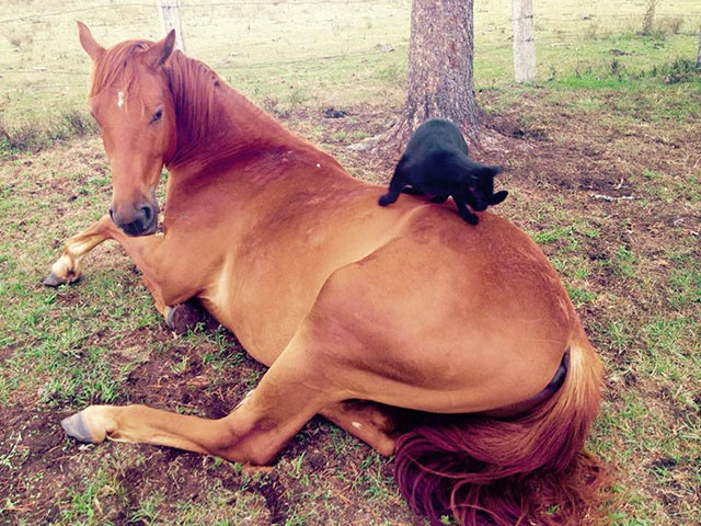 chat-aime-cheval