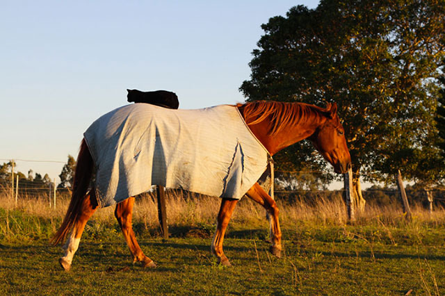 chat-equitation