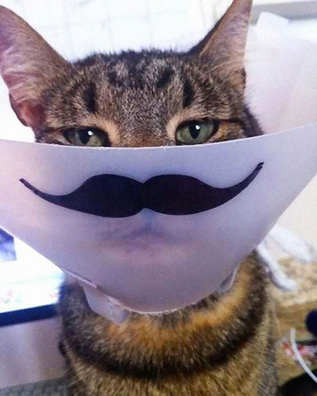 chat-moustache-lol