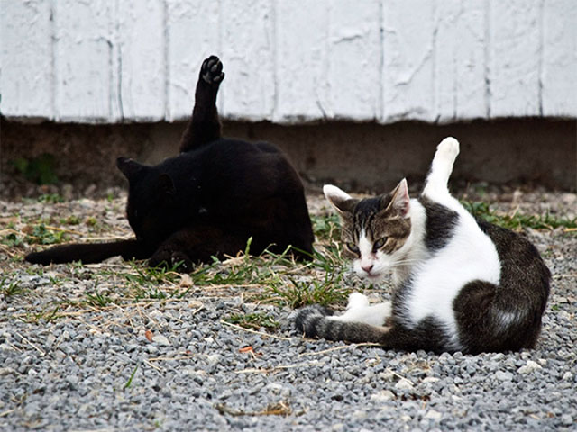 chat-toilette