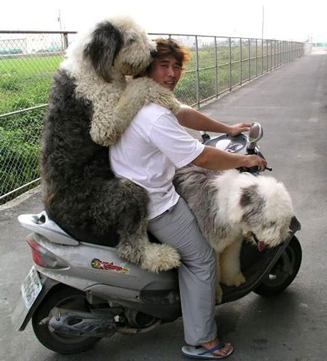 chien-scooter