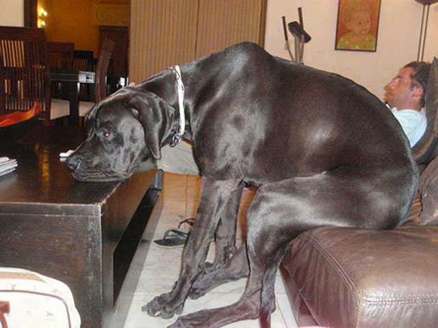 chien-table-basse