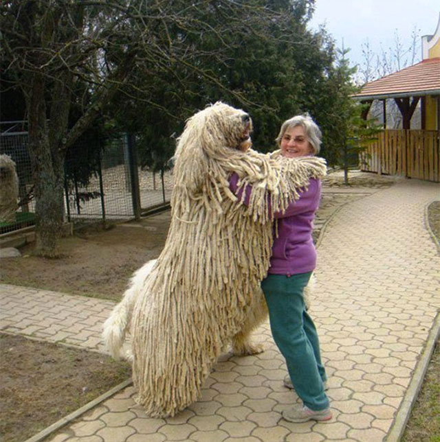 komondor