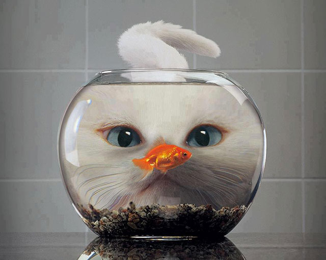 chat poisson