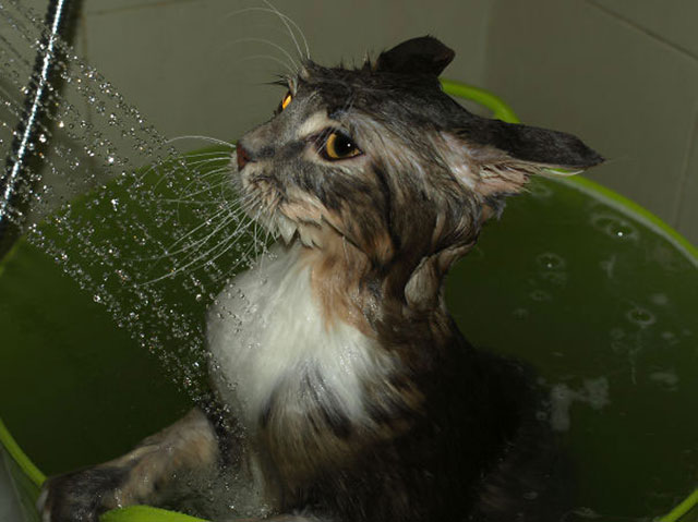 chat-aime-eau-01