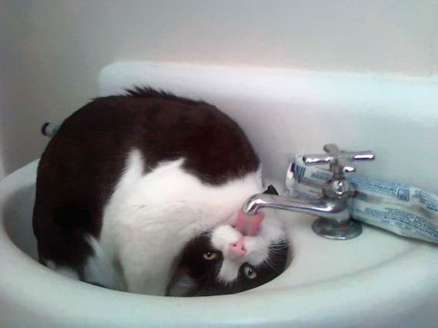 chat-aime-eau-012
