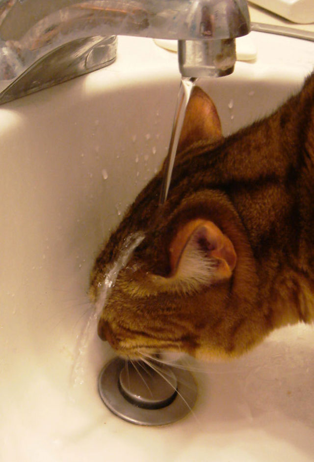 chat-aime-eau-014