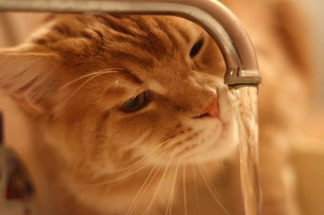 chat-aime-eau-023