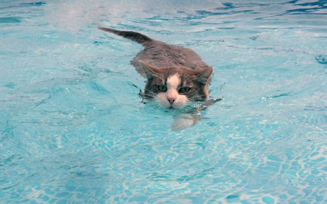 chat-aime-eau-026