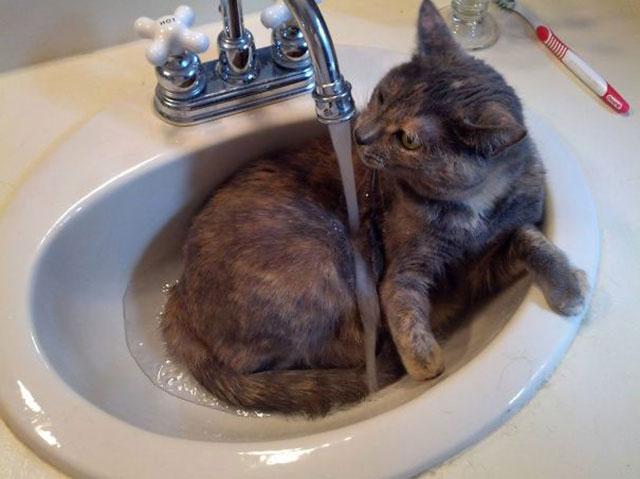 chat-aime-eau-05