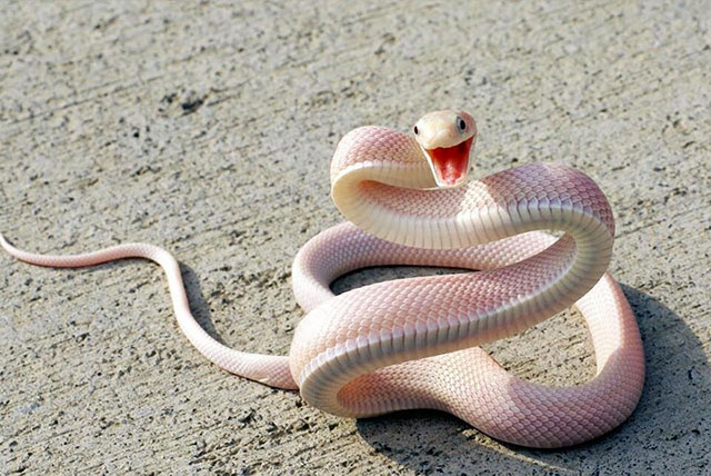 serpent albinos