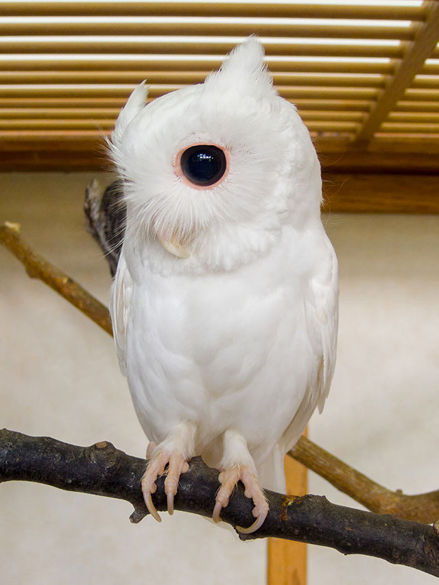 hibou albinos