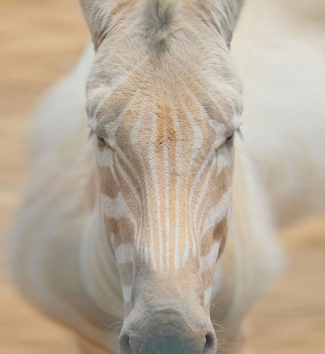 zebre albinos