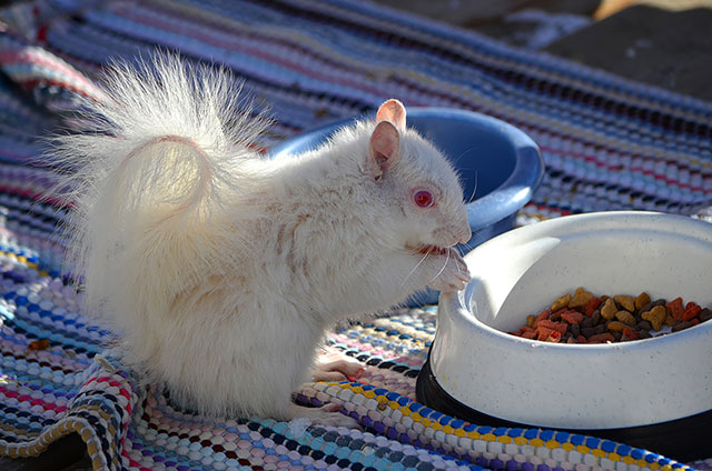 ecureuil albinos