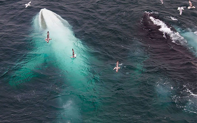 baleine albinos