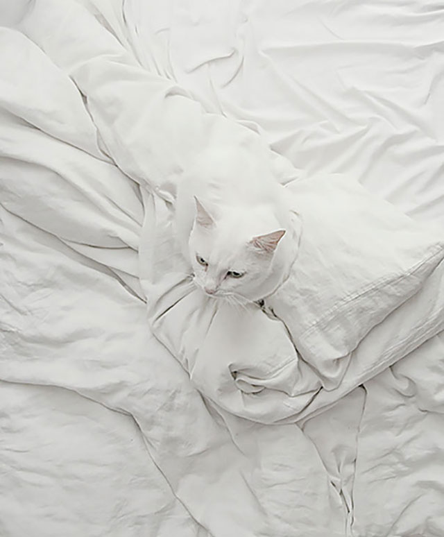 camouflage chat blanc