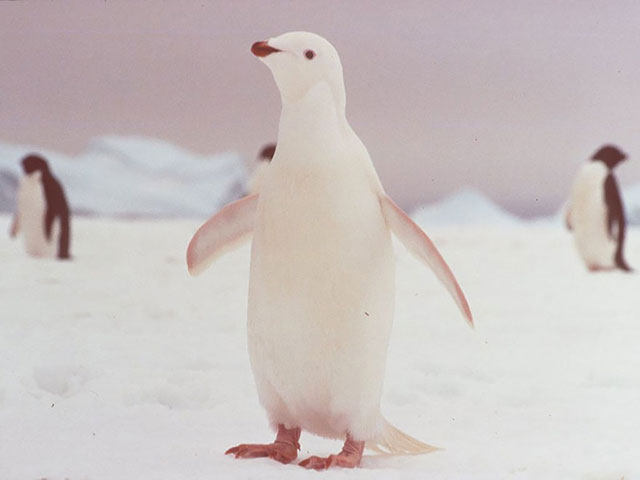 penguin albinos