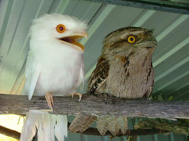 fauve frogmouth albinos