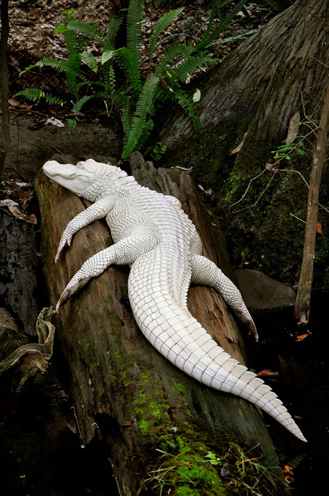 aligator albinos