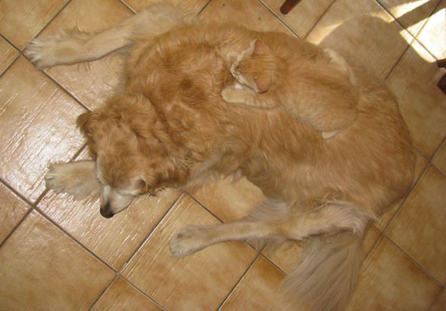camouflage chat et chien