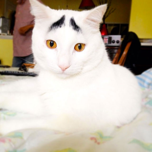 chat sourcils