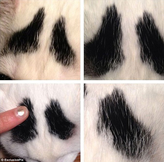 chat sourcils