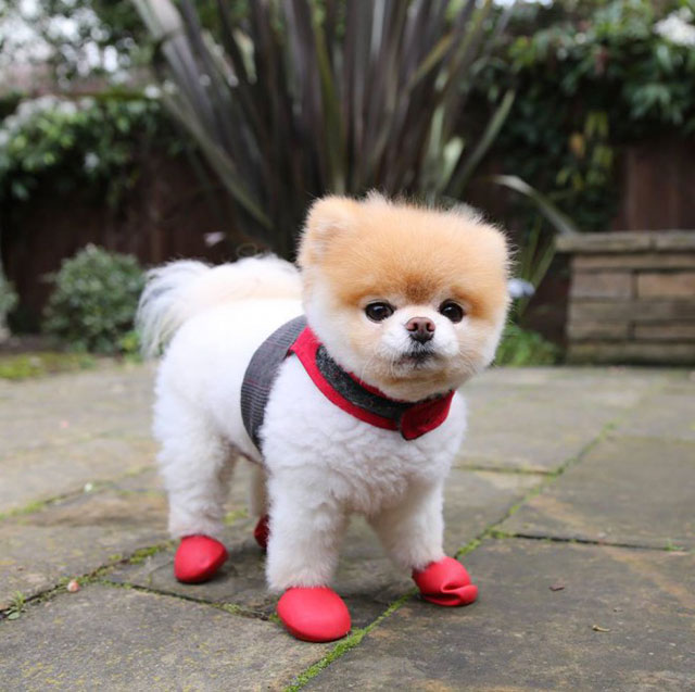 chaussures chien boo