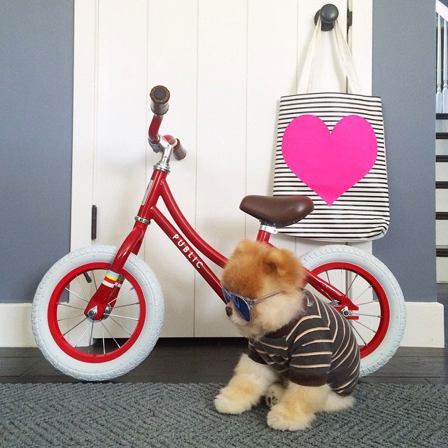 chien boo vélo