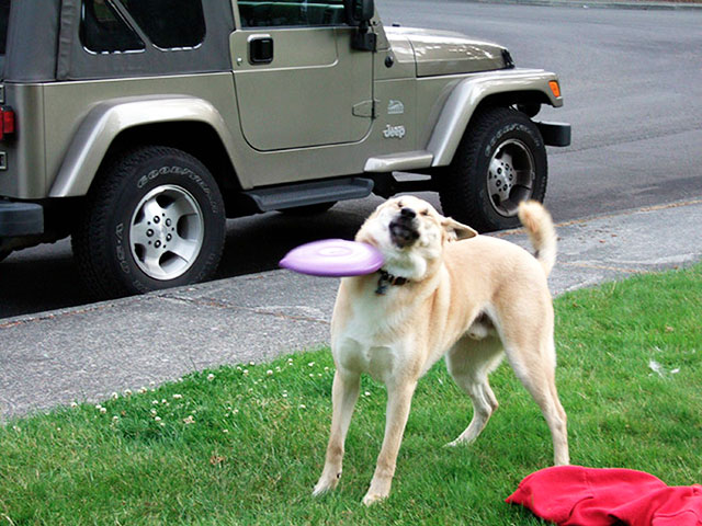 chien-frisbee