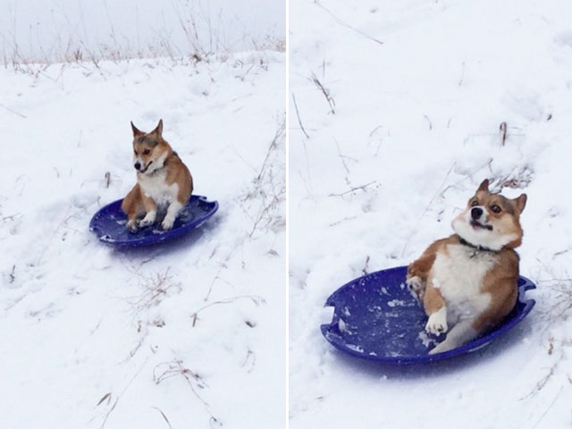 chien-luge-neige