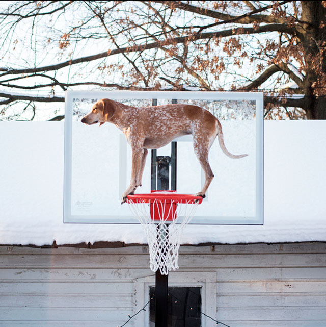 chien-panneau-de-basket