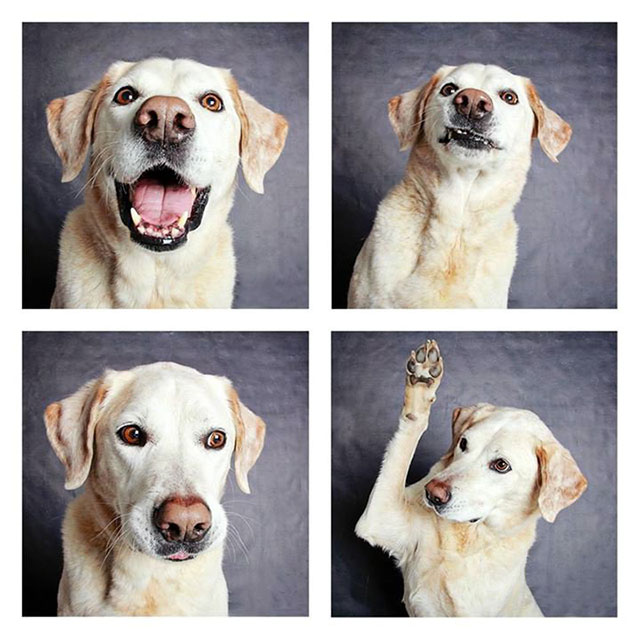 chien-photomaton-1