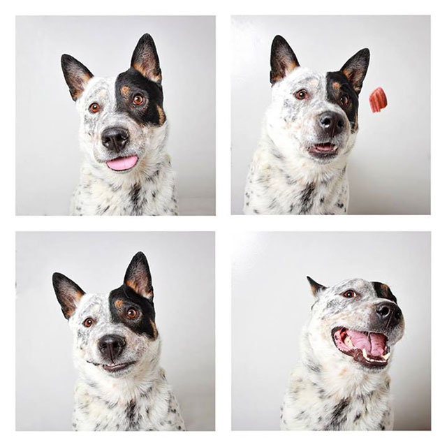 chien-photomaton-10