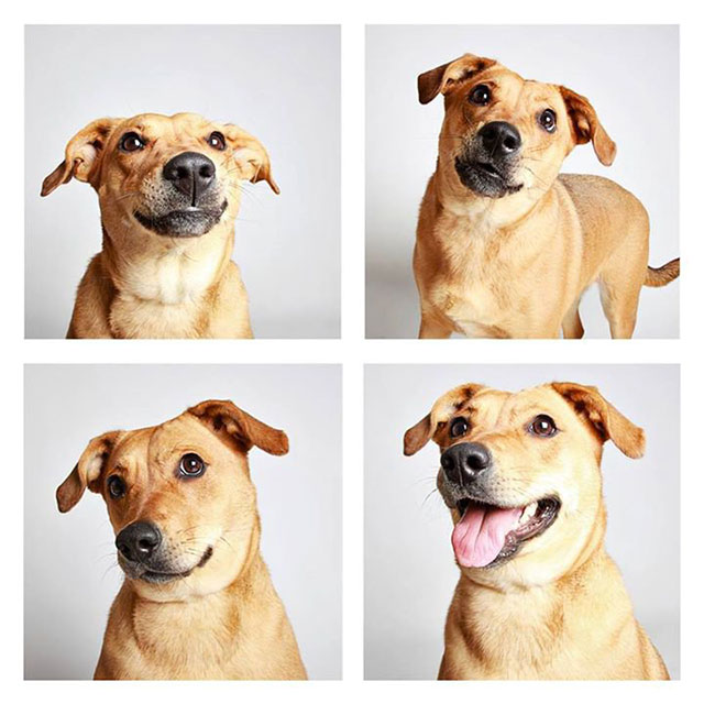 chien-photomaton-13