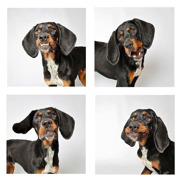 chien-photomaton-14