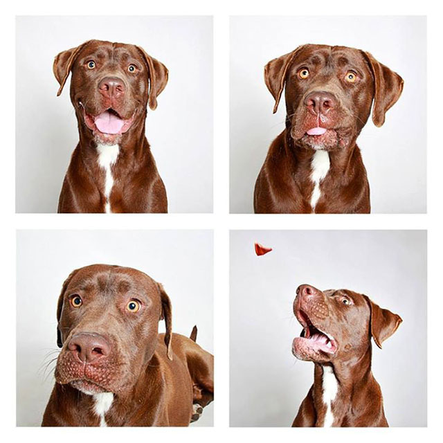 chien-photomaton-17