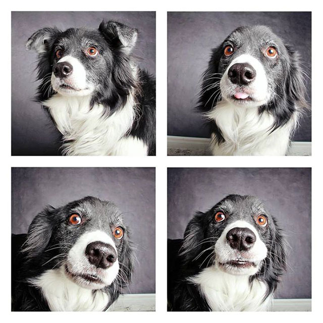 chien photomaton