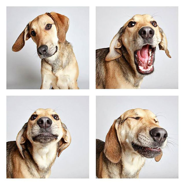 chien photomaton