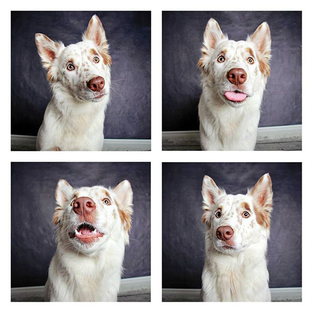 chien-photomaton-4