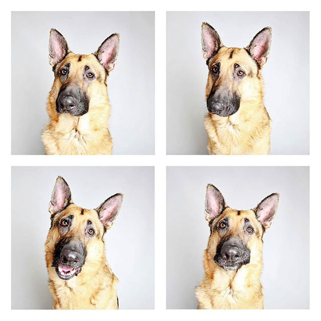 chien-photomaton-6