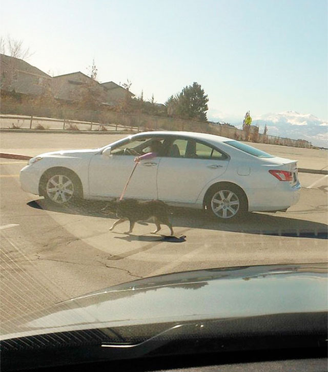 chien-voiture