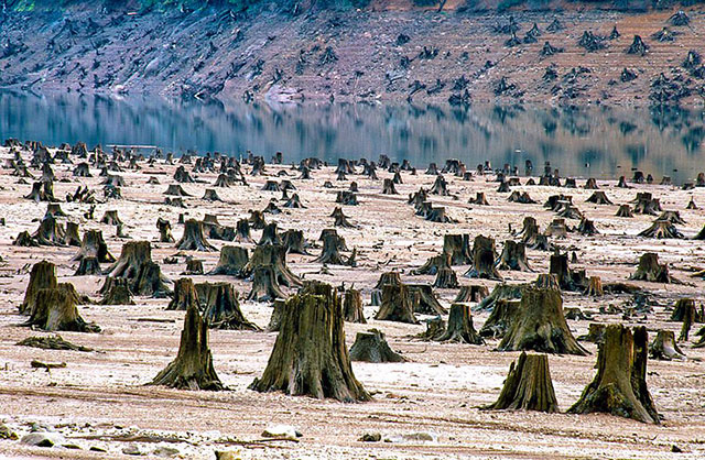 foret de l'Oregon