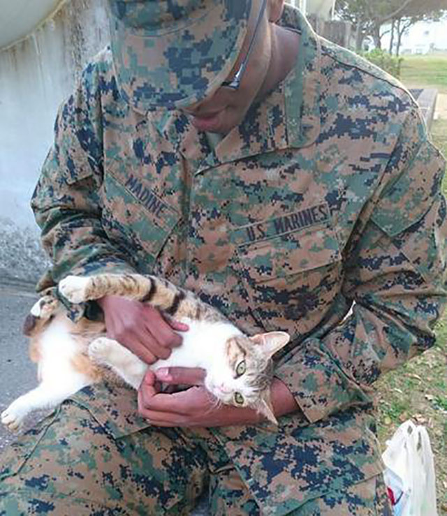 animaux soldats