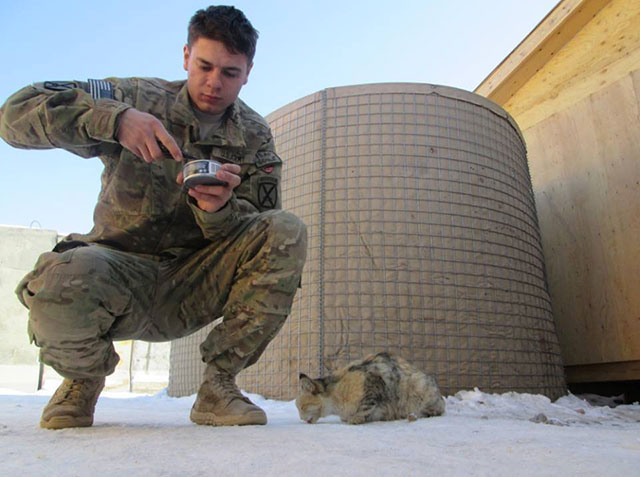 animaux soldats