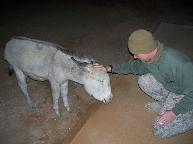 animaux soldats