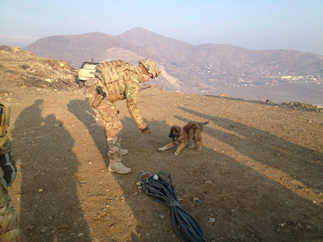 animaux soldats