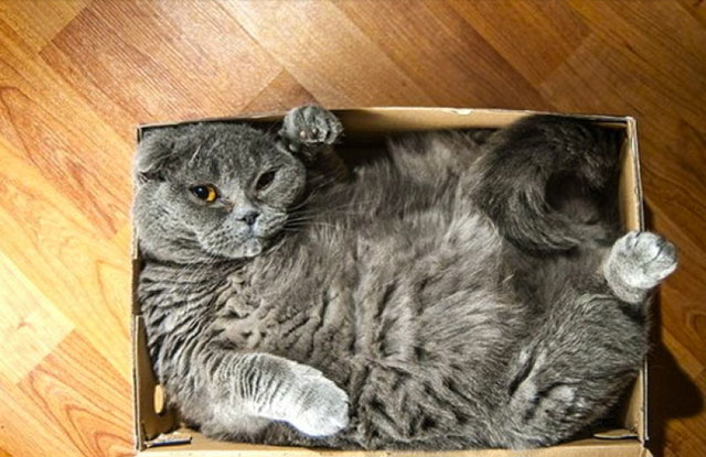 chat carton